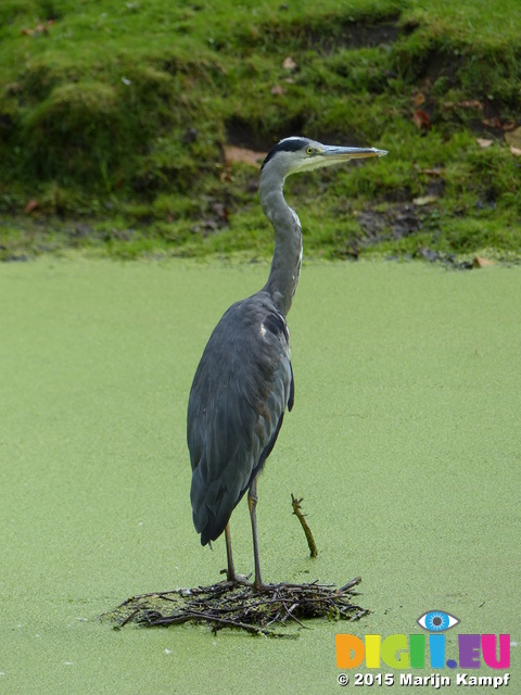 FZ020038 Grey Heron